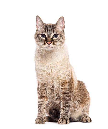 Cat 2