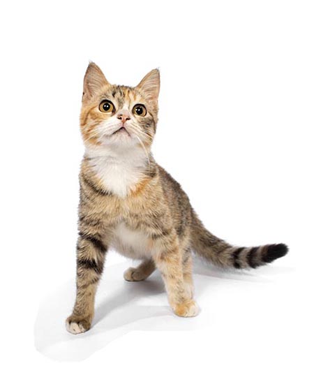 Cat 4